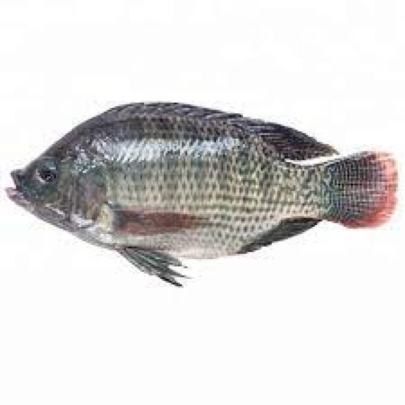Tilapia