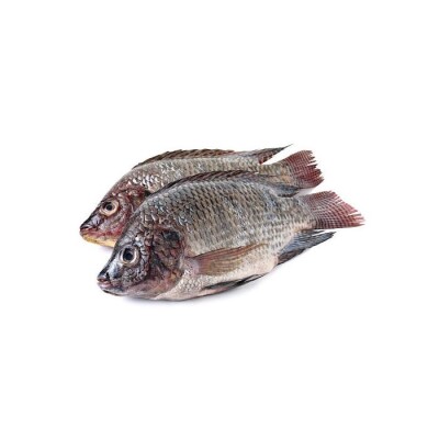 Tilapia Small